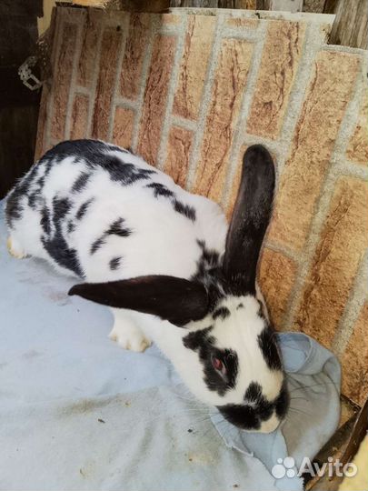 Кролики мясных пород