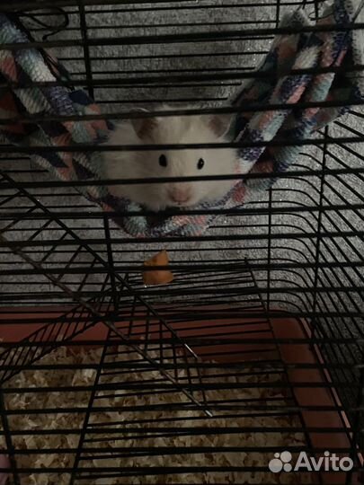 Продаются сирийский хомяк и хомячиха