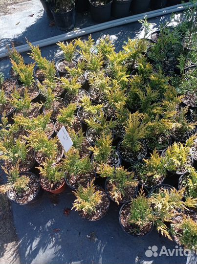 Можжевельник Лайм глоу