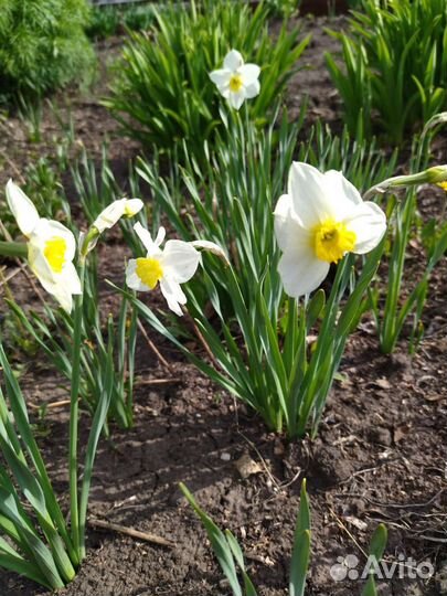 Многолетники для вашего сада