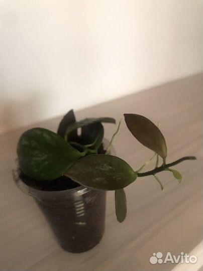 Хойя ригида, тсанги, ребекка