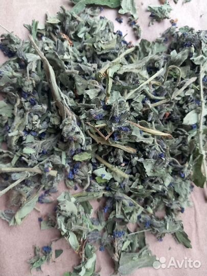 Медуница сухоцвет