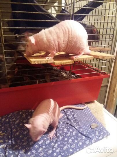 Картины и каминные часы