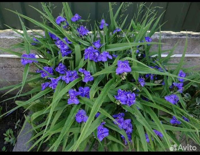 Традесканция синяя