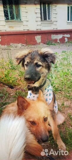 Щенок чебурашка Стерилизована так хочет в семью