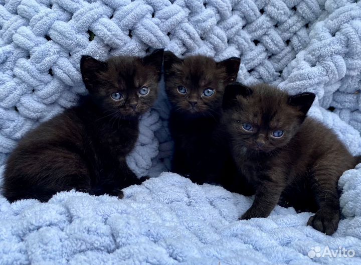 Скоттиш страйт