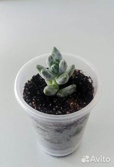 Пахифитум вердермана. Pachyphytum. Суккулент