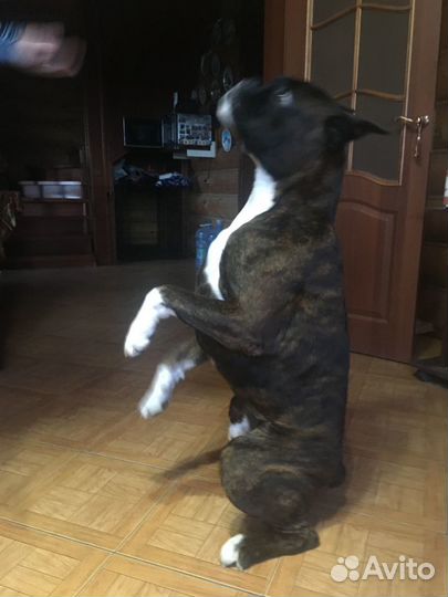 Вязка собак, порода боксёр