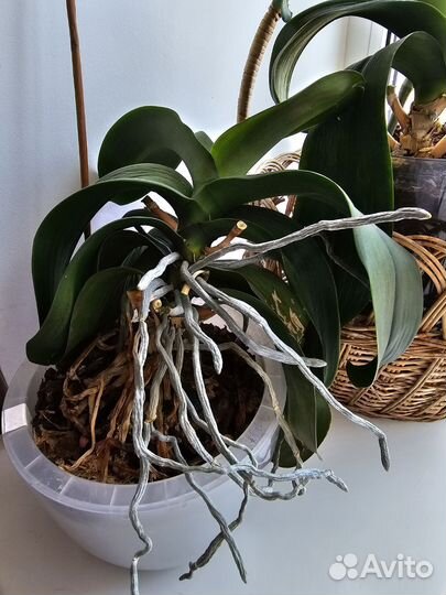 Орхидея гигантская розовая