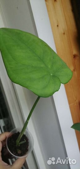 Сингониумы сортовые 2