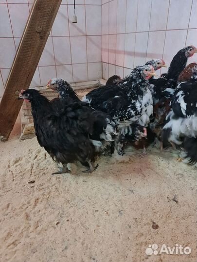 Куры кокинхины,орпингтоны