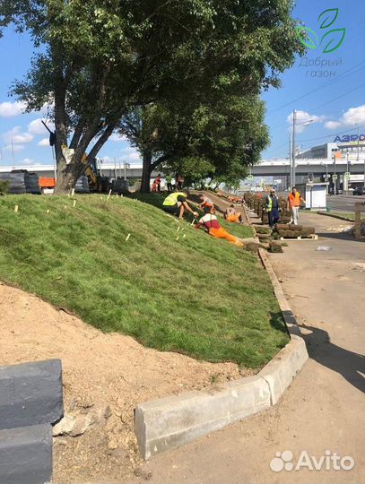 Рулонный газон