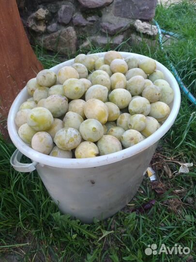 Сливы домашние