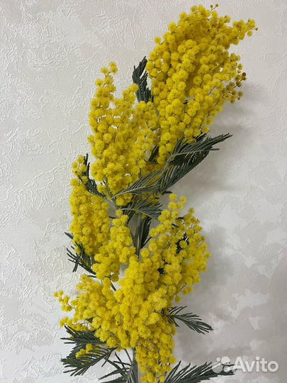 Абхазская мимоза