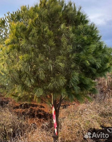 Сосна Пумулио Мугус