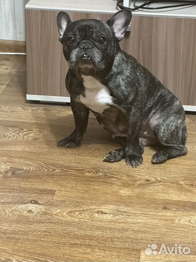 Французский бульдог