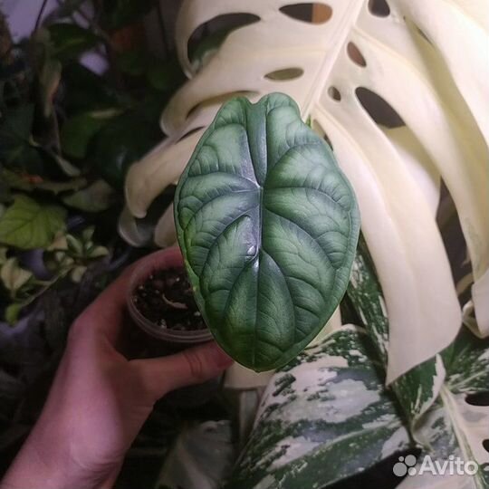 Клубни и детки алоказий