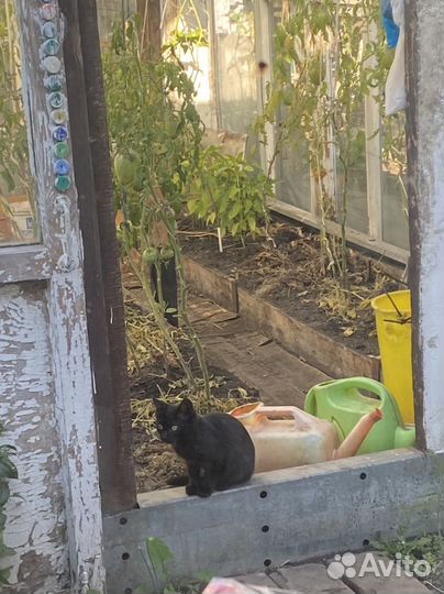 Котята ищут дом
