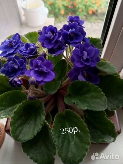 Фиалка в горшках