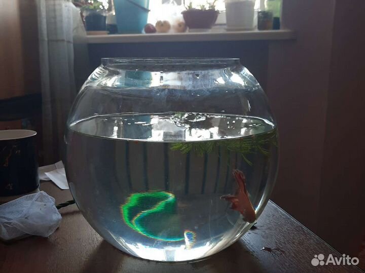 Рыбка петушок с аквариумом