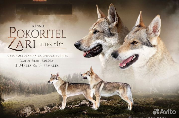 Чехословацкая волчья собака, щенки, влчак, волк