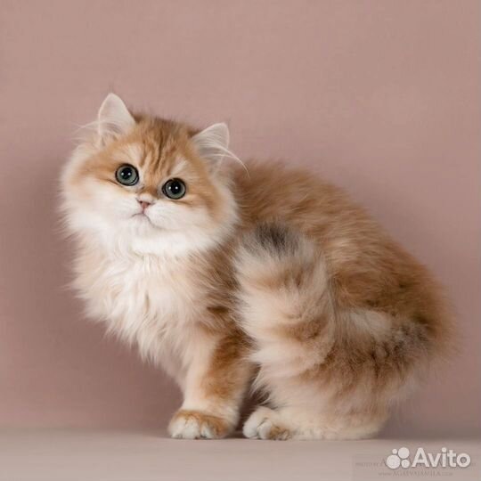 Британские длинношёрстные шиншиллы