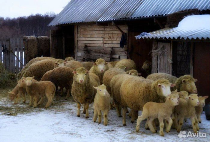 Племенные бараны и овцы Куйбышевской породы