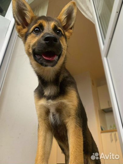 Чудесный щенок девочка