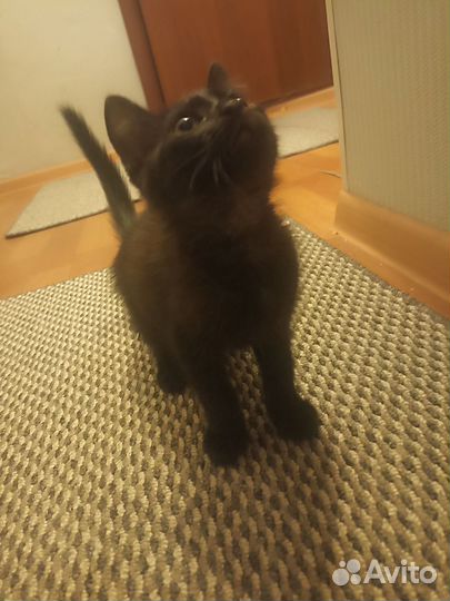 Черный котенок в добрые руки