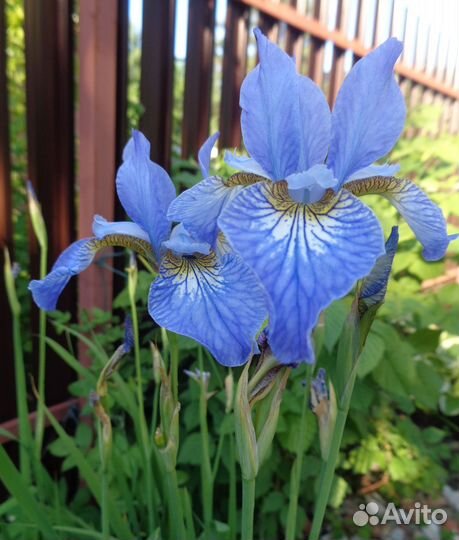 Растения и цветы для сада