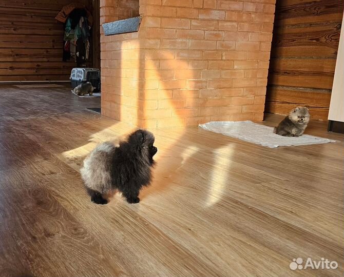 Подростки и щенки шпица