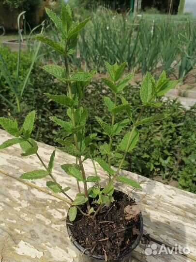 Чабрец, Мята шоколадная, яблочная и кудрявая