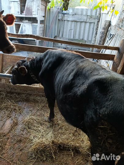 Продам Джерсийского бычка