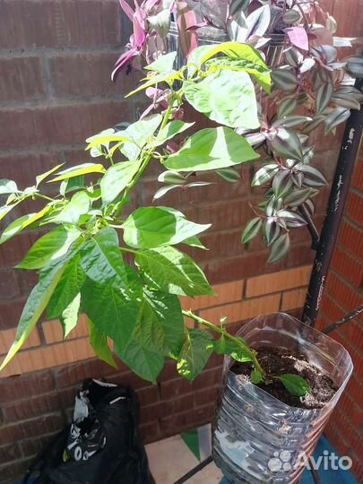 Перец хабанеро