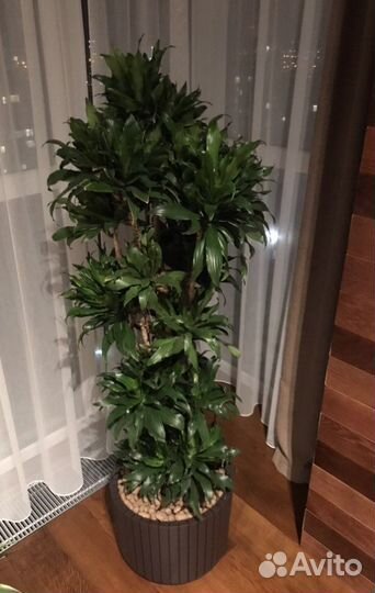 Драцена душистая