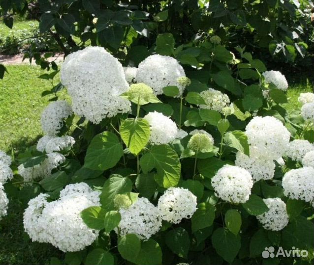 Гортензия кустовая