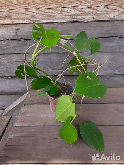 Монстера рафидофора