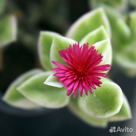 Аптения вариегатная