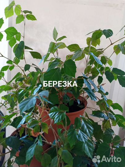 Комнатные цветы