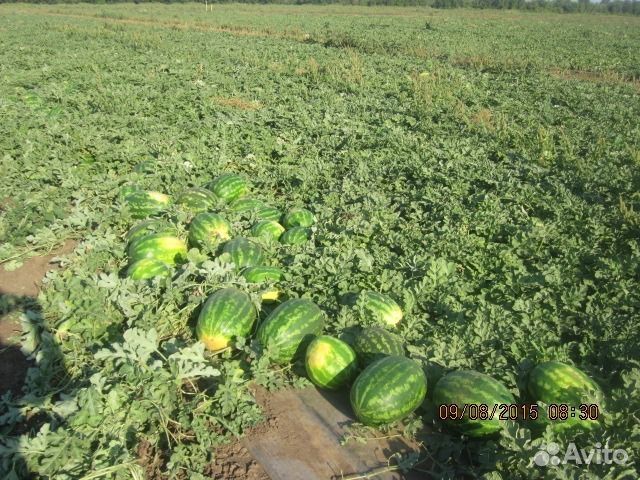 Продам семена арбуза