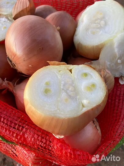 Лук на перо Дайтона Каратал Стардаст Штутгарт