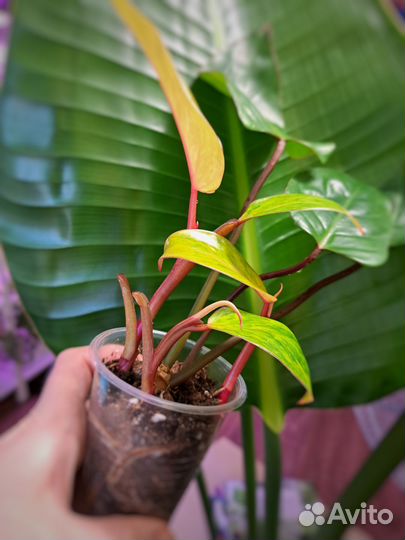 Филодендроны