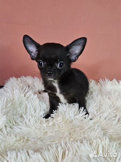 Очень тёмный шоколад девочка