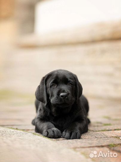 Лабрадор щенок, кобель. Питомник РКФ