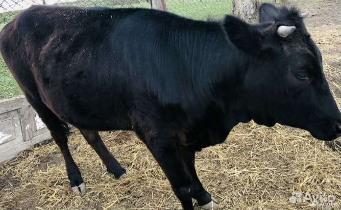 Корова молочная