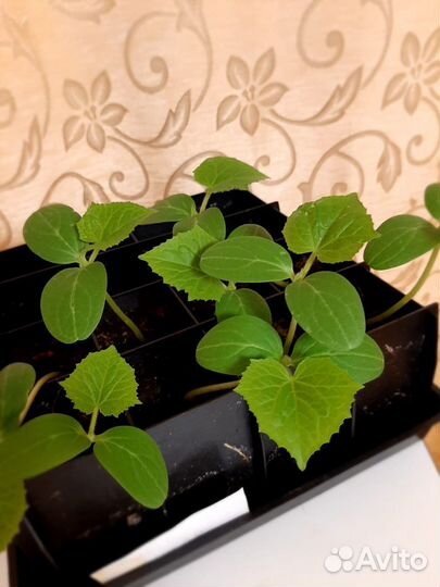 Рассада огурцов