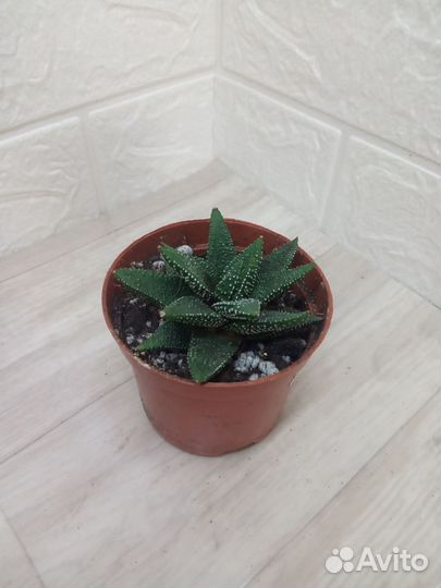 Суккуленты