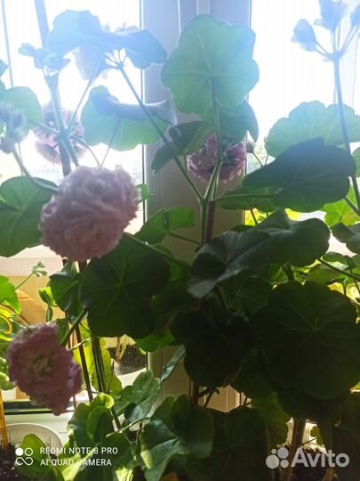 Продам цветы комнатные