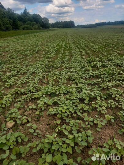 Гречиха 6 тон