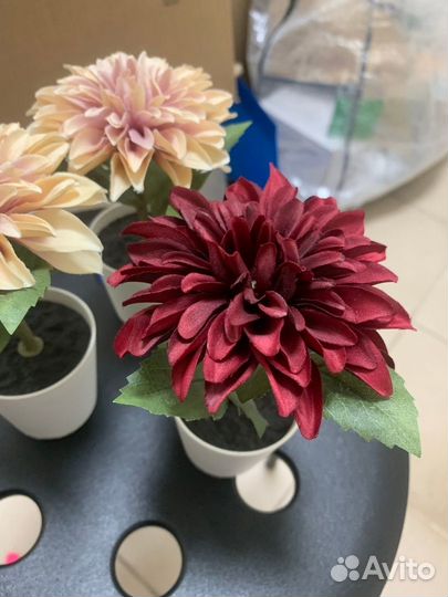 Фейка астра, икеа